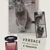 versace