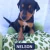 NELSON (Los Reyes)
