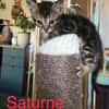 VENUS, SATURNE et JUPITER