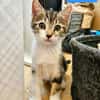 SILEX FRÈRE DE BASALTE ET JAIS À ADOPTER EN DUO OU SEUL SI DÉJÀ UN CHAT PRÉSENT CHEZ VOUS