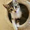 SILEX FRÈRE DE BASALTE ET JAIS À ADOPTER EN DUO OU SEUL SI DÉJÀ UN CHAT PRÉSENT CHEZ VOUS
