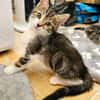 SILEX FRÈRE DE BASALTE ET JAIS À ADOPTER EN DUO OU SEUL SI DÉJÀ UN CHAT PRÉSENT CHEZ VOUS