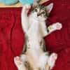 SILEX FRÈRE DE BASALTE ET JAIS À ADOPTER EN DUO OU SEUL SI DÉJÀ UN CHAT PRÉSENT CHEZ VOUS