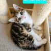 BASALTE FRÈRE DE SILEX ET JAIS À ADOPTER EN DUO OU SEUL SI DÉJÀ UN CHAT PRÉSENT CHEZ VOUS
