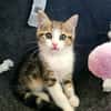 BASALTE FRÈRE DE SILEX ET JAIS À ADOPTER EN DUO OU SEUL SI DÉJÀ UN CHAT PRÉSENT CHEZ VOUS