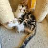 BASALTE FRÈRE DE SILEX ET JAIS À ADOPTER EN DUO OU SEUL SI DÉJÀ UN CHAT PRÉSENT CHEZ VOUS