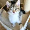 SILEX FRÈRE DE BASALTE ET JAIS À ADOPTER EN DUO OU SEUL SI DÉJÀ UN CHAT PRÉSENT CHEZ VOUS