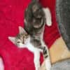 SILEX FRÈRE DE BASALTE ET JAIS À ADOPTER EN DUO OU SEUL SI DÉJÀ UN CHAT PRÉSENT CHEZ VOUS