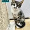 JAIS FRERE DE BASALTE ET SILEX A ADOPTER EN DUO OU SEUL SI DÉJÀ UN CHAT PRÉSENT CHEZ VOUS