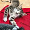 JAIS FRERE DE BASALTE ET SILEX A ADOPTER EN DUO OU SEUL SI DÉJÀ UN CHAT PRÉSENT CHEZ VOUS