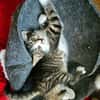 JAIS FRERE DE BASALTE ET SILEX A ADOPTER EN DUO OU SEUL SI DÉJÀ UN CHAT PRÉSENT CHEZ VOUS