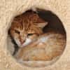 Etwas scheuer Kater George