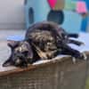 Menschenbezogene Katze Esmiralda