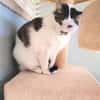Süße etwas nervöse Katze Jazz