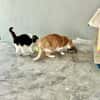 Süße etwas nervöse Katze Jazz