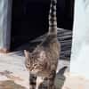 Liebevoller Kater Cádiz