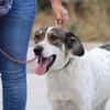 Elric ist ein wunderbarer, offener Hund!