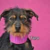 TARA