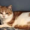 Ragu sucht ruhiges Zuhause
