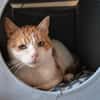 Ragu sucht ruhiges Zuhause