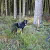 Dora sucht ihre Menschen💕🍀🐾