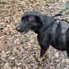 Dora sucht ihre Menschen💕🍀🐾