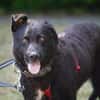 Pepper sucht dringend ein Zuhause