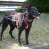 Pepper sucht dringend ein Zuhause