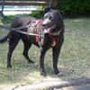 Pepper sucht dringend ein Zuhause