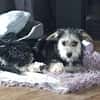 Sweety  in 59872 Meschede