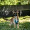 Aufgeweckte Bonny sucht Ihre Familie