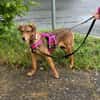 Lilly sucht ein Zuhause