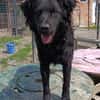 Kroati♥Oddie♥ wartet 06110 Halle (Saale)