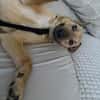 Herzenshund Snoopy sucht Zuhause
