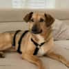 Herzenshund Snoopy sucht Zuhause