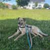 Herzenshund Snoopy sucht Zuhause