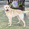 ANGELICA, Mix, geb. 03/2025