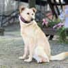 ANGELICA, Mix, geb. 03/2025