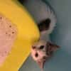 PETUNIA