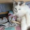 Choupette