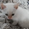 MILO
