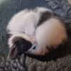 GALETTE FIV+
