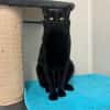 BLACKY