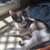 GAUFRETTE FIV+