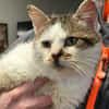 FILOU ( FIV + )