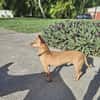 COCO, un chien au grand coeur