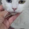 PERLA