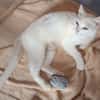 PERLA