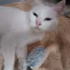 PERLA