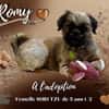 Romy